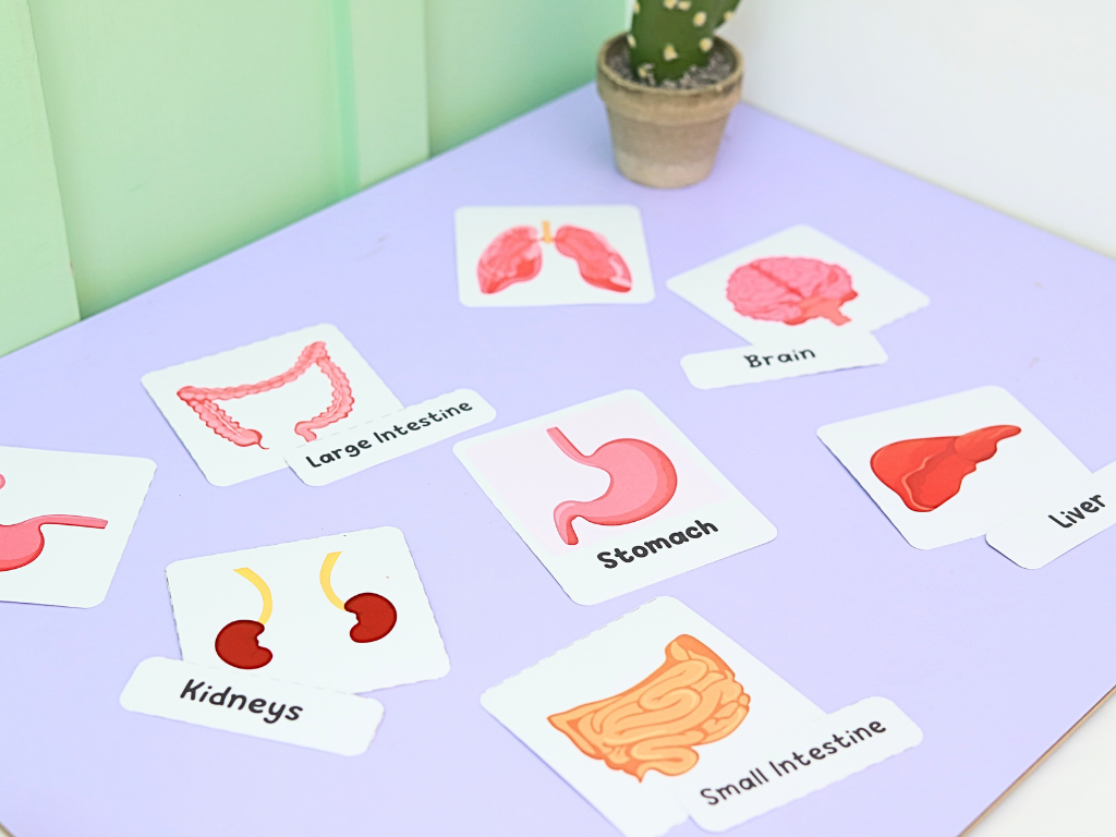Exploring the Human Anatomy wuffyplayandlearn Biology Diagrams