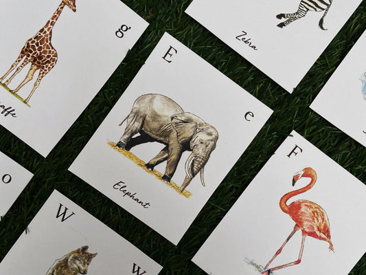 Beautifully Illustrated Vintage Animal Flashcards