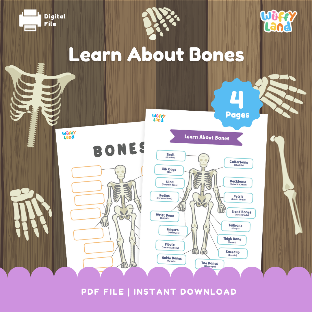 Learn About Bones - Human Skeleton Labeling Activity - Fun Science Worksheets