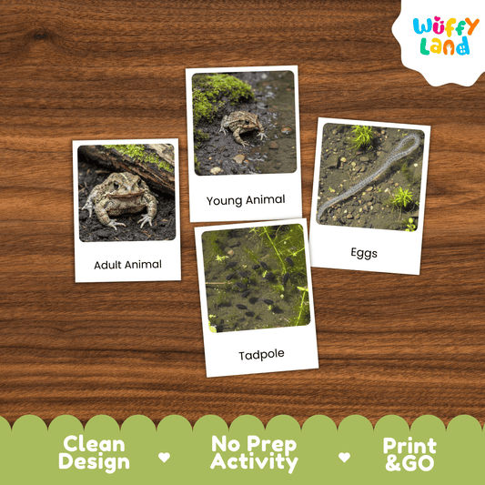 Toad Life Cycle Montessori 3-Part Cards Science Zoology Metamorphosis Flashcards