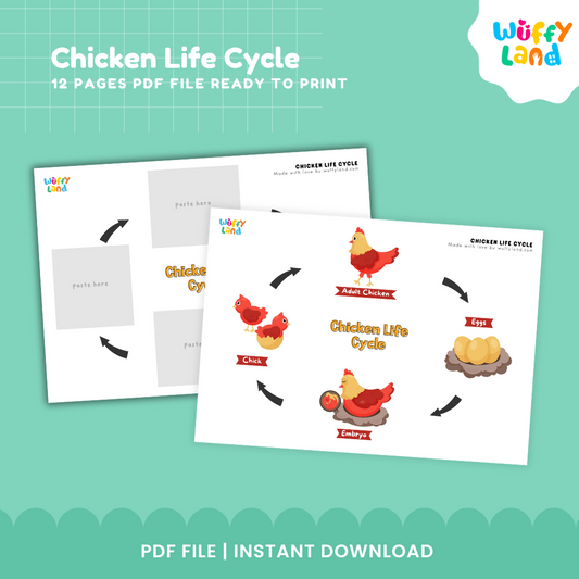 Chicken Life Cycle Printable - Educational Activity for Kids