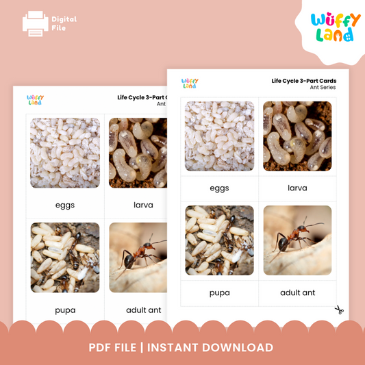 Ant Life Cycle 3 Part Cards - Montessori Science Activity | Real Photos & Labels