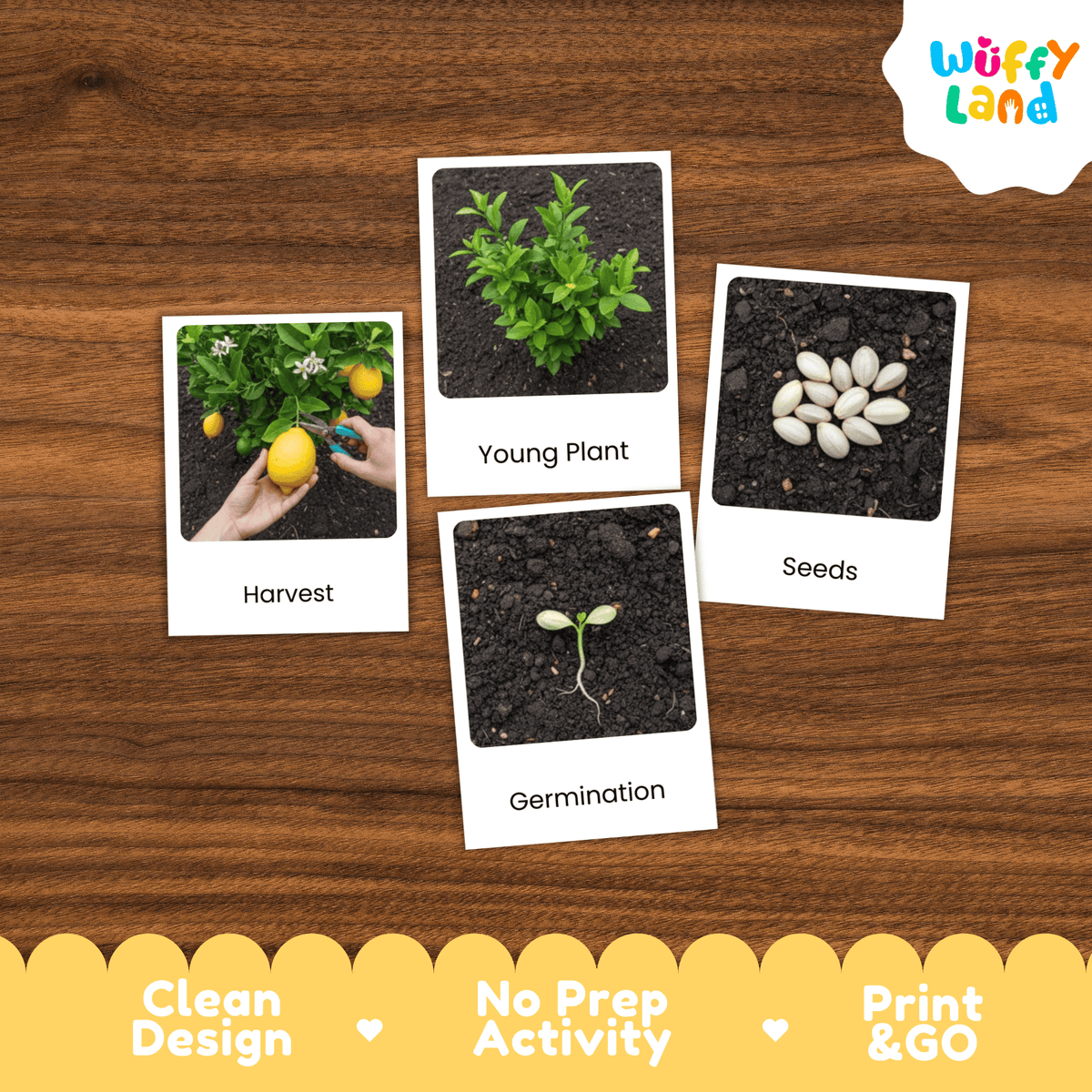 Lemon Life Cycle Montessori 3-Part Cards - Science Botany Flashcards