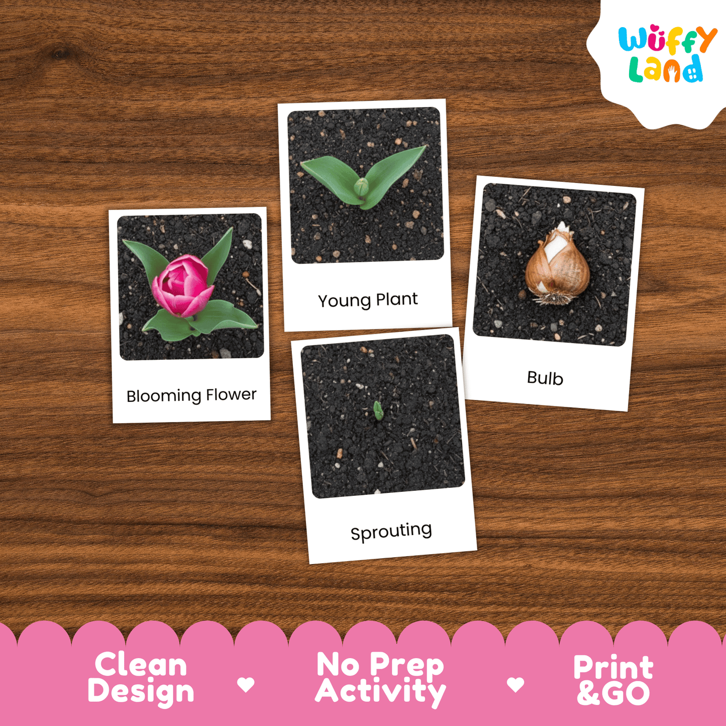 Tulip Life Cycle Montessori 3-Part Cards - Science Botany Flashcards