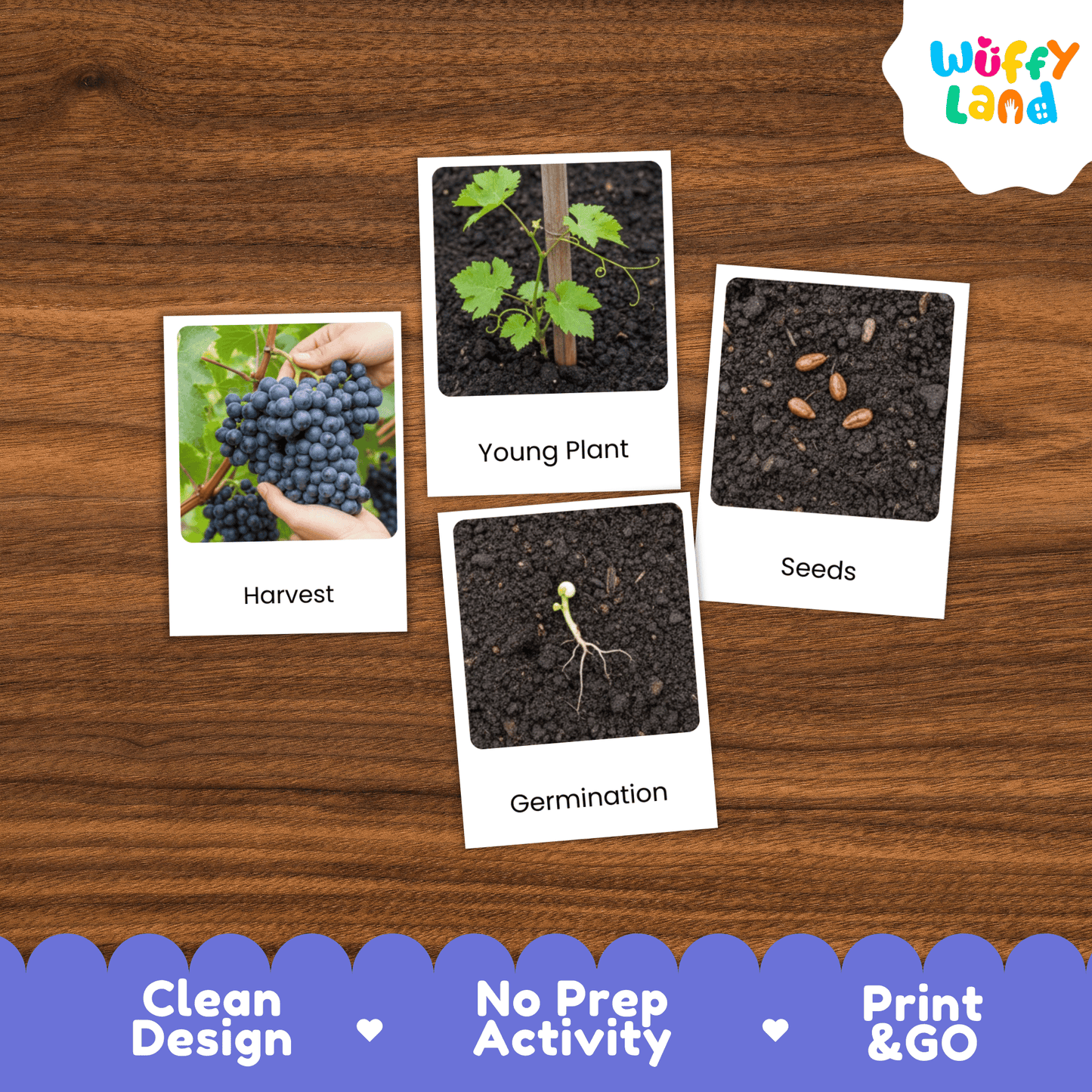 Grapes Life Cycle Montessori 3-Part Cards - Science Botany Flashcards