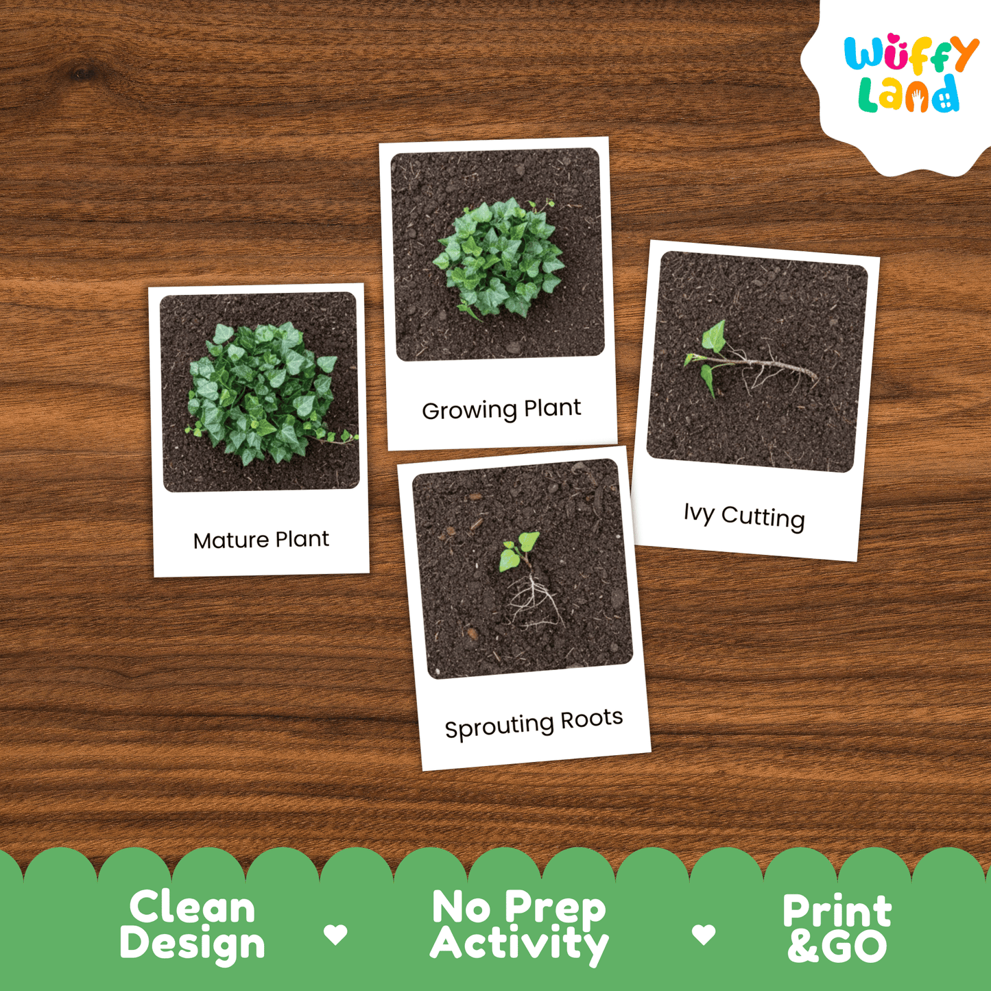 Ivy Life Cycle Montessori 3-Part Cards - Science Botany Flashcards