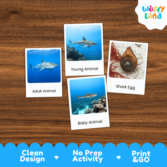 Shark Life Cycle Montessori 3-Part Cards - Science Zoology Marine Flashcards