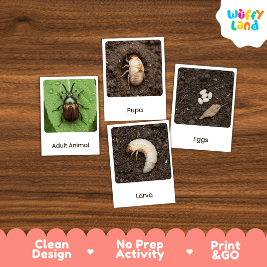 Beetle Life Cycle Montessori 3-Part Cards - Science Zoology Flashcards