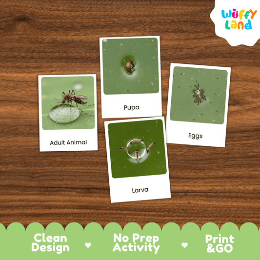 Mosquito Life Cycle Montessori 3-Part Cards - Science Zoology Flashcards