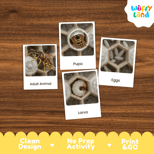 Wasp Life Cycle Montessori 3-Part Cards - Science Zoology Flashcards