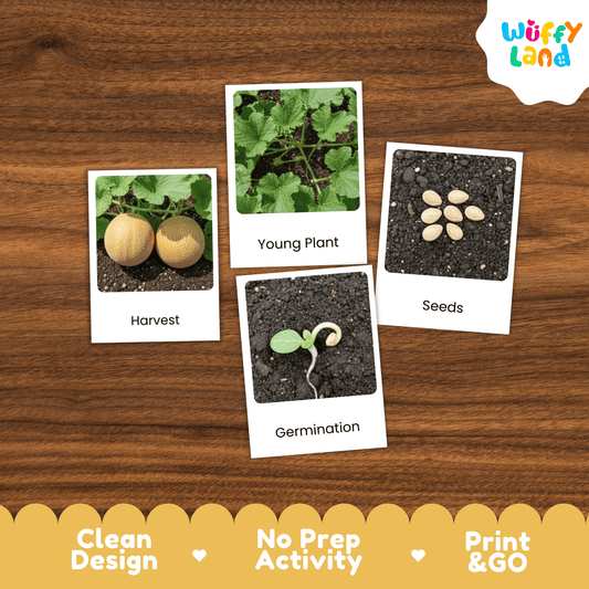 Melon Cantaloupe Life Cycle Activity Worksheet Science Plant Sequence