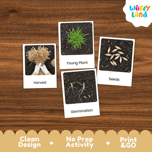 Oats Life Cycle Montessori 3-Part Cards - Science Botany Flashcards