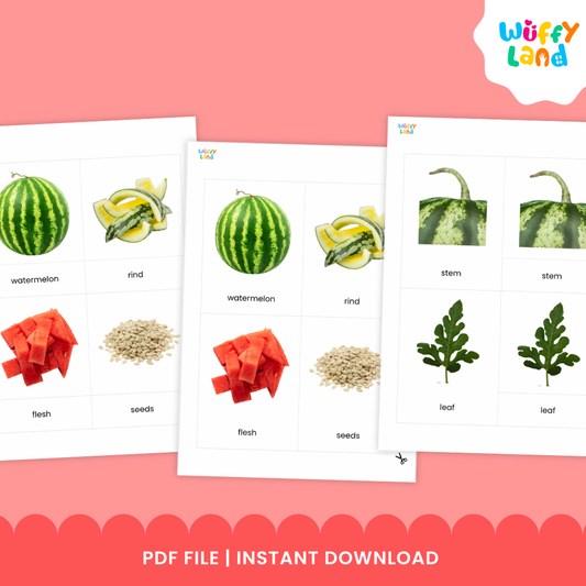 Montessori 3 Part Card Watermelon Fruit Anatomy for Science Vocabulary