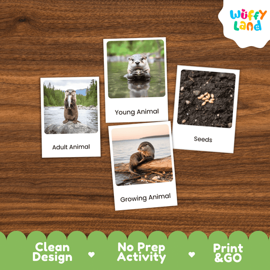 Otter Life Cycle Montessori 3-Part Cards - Science Zoology Mammal Flashcards