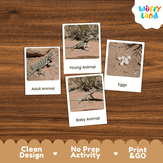 Lizard Life Cycle Montessori 3-Part Cards - Science Zoology Flashcards