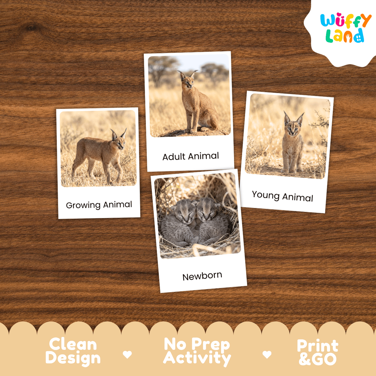 Caracal Life Cycle Flashcards | Montessori 3 Part Cards Mammal Activity
