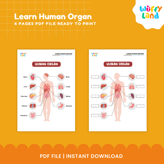 Learn Human Organs Printable - Human Body Activity for Kids