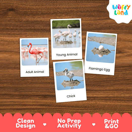 Flamingo Life Cycle Montessori 3-Part Cards - Science Zoology Bird Flashcards