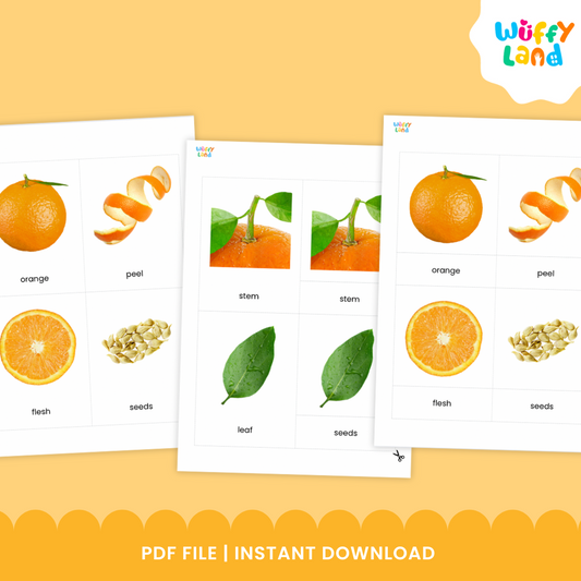Orange Fruit Anatomy with Montessori 3-Part Cards Vocabulary