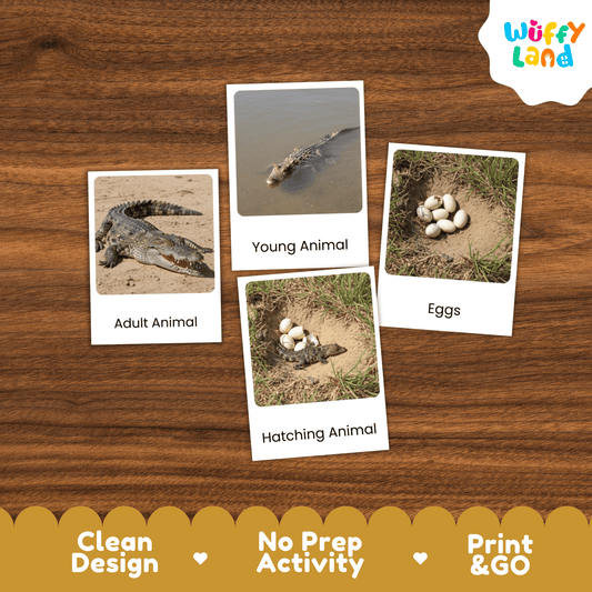 Crocodile Life Cycle Montessori 3-Part Cards - Science Zoology Reptile Flashcard