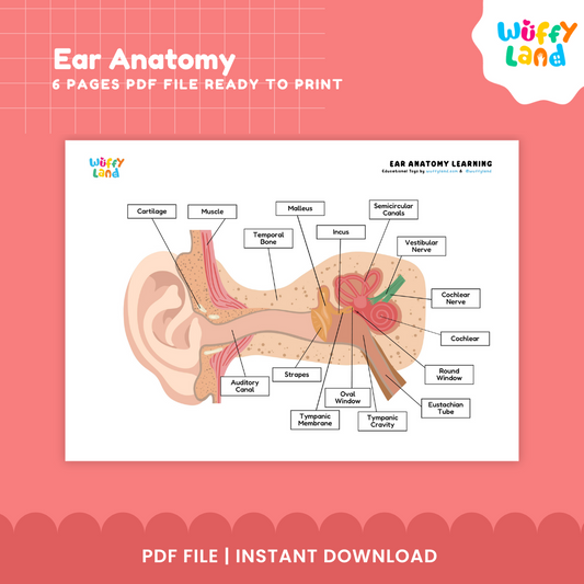 Ear Anatomy Diagram & Worksheets - Human Body Science Activities for Kids