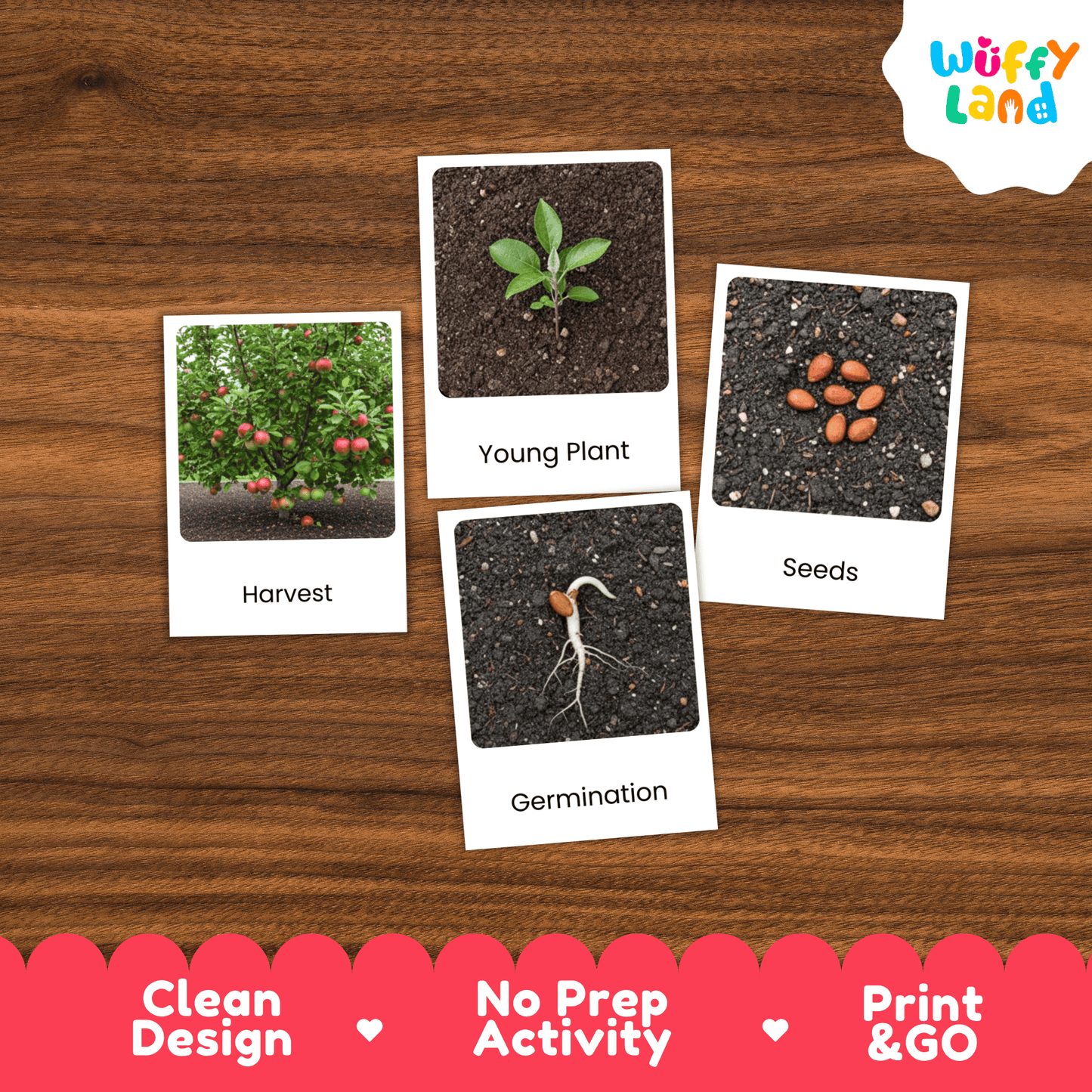 Apple Life Cycle Montessori 3-Part Cards - Science Botany Flashcards