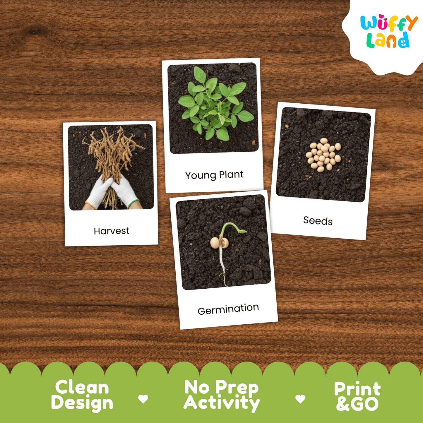 Soybeans Life Cycle Montessori 3-Part Cards - Science Botany Flashcards