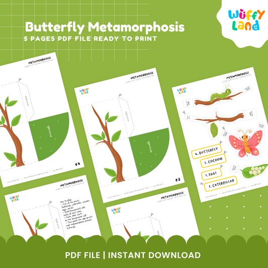 Butterfly Metamorphosis