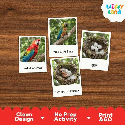 Parrot Life Cycle Montessori 3-Part Cards - Science Zoology Flashcards