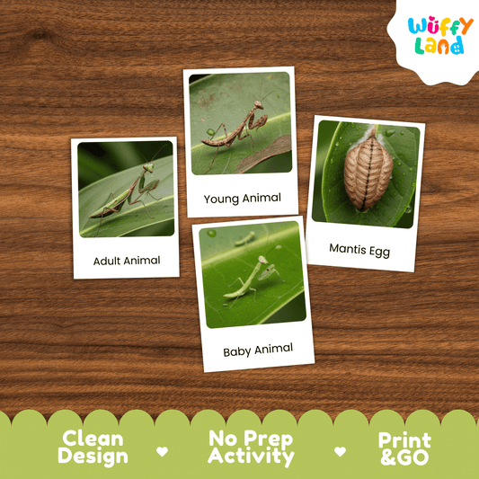 Praying Mantis Life Cycle Montessori 3-Part Cards - Science Zoology Insect Cards