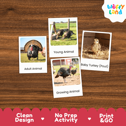 Turkey Life Cycle Montessori 3-Part Cards - Science Zoology Flashcards