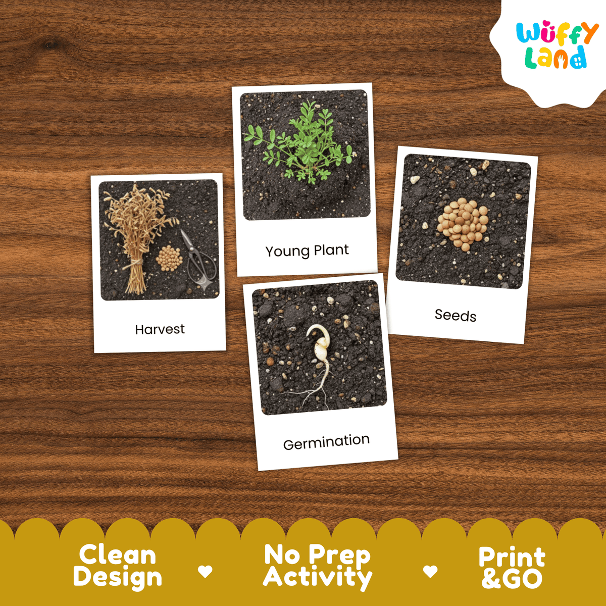 Lentil Life Cycle Montessori 3-Part Cards - Science Botany Flashcards