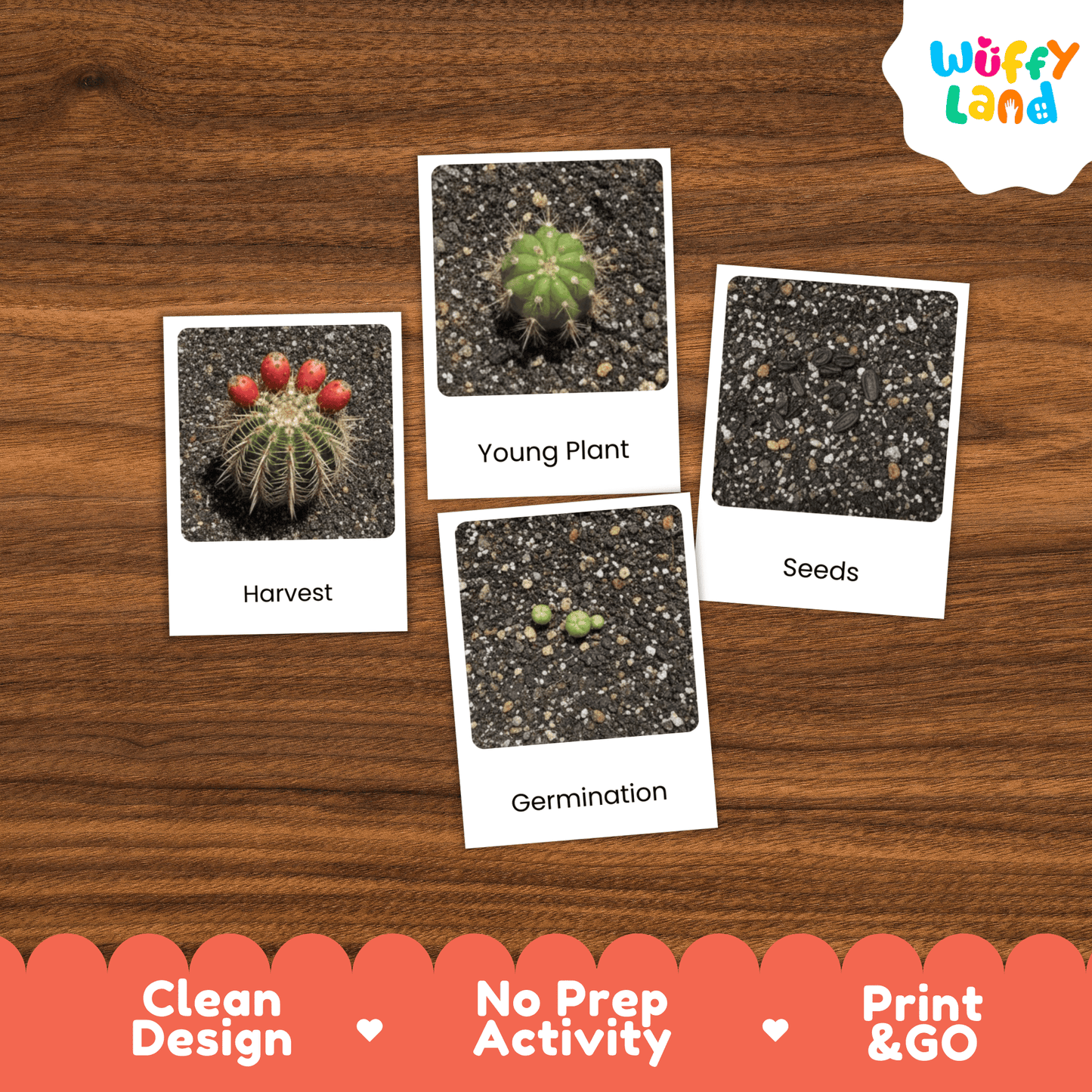 Cactus Life Cycle Montessori 3-Part Cards - Science Botany Flashcards