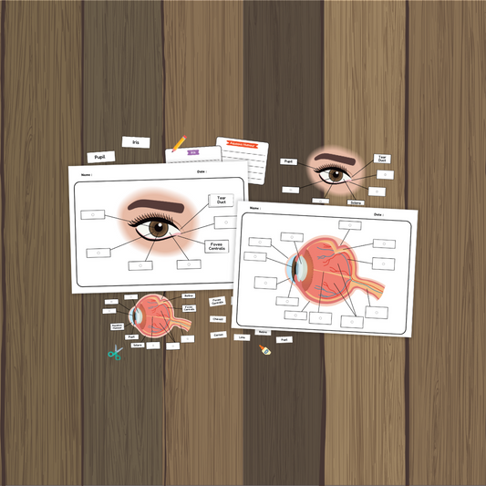 Learn About the Human Eye - Labeling Parts of the Eye Worksheet with Reference