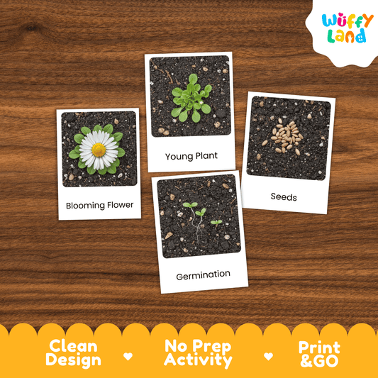 Daisy Life Cycle Montessori 3-Part Cards - Science Botany Flashcards