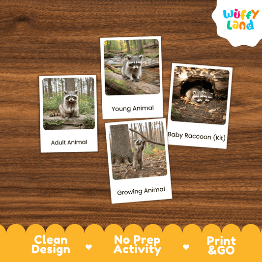 Raccoon Life Cycle Montessori 3-Part Cards - Science Zoology Mammal Flashcards