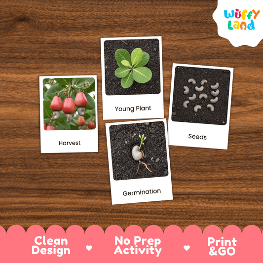 Cashew Life Cycle Montessori 3-Part Cards - Science Botany Flashcards