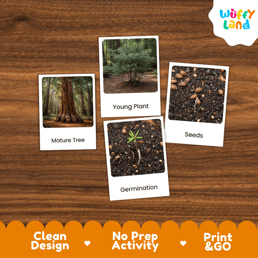 Redwood Tree Life Cycle Montessori 3-Part Cards - Science Botany Flashcards