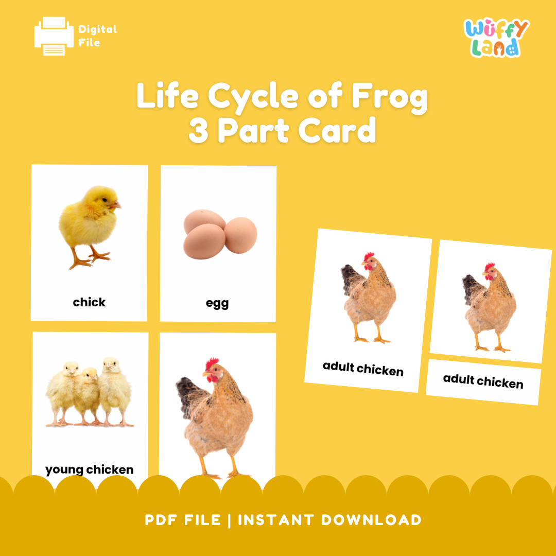 Kartu Siklus Hidup Ayam Bagian 3 - Aktivitas Sains Hewan Montessori - Foto Realistis