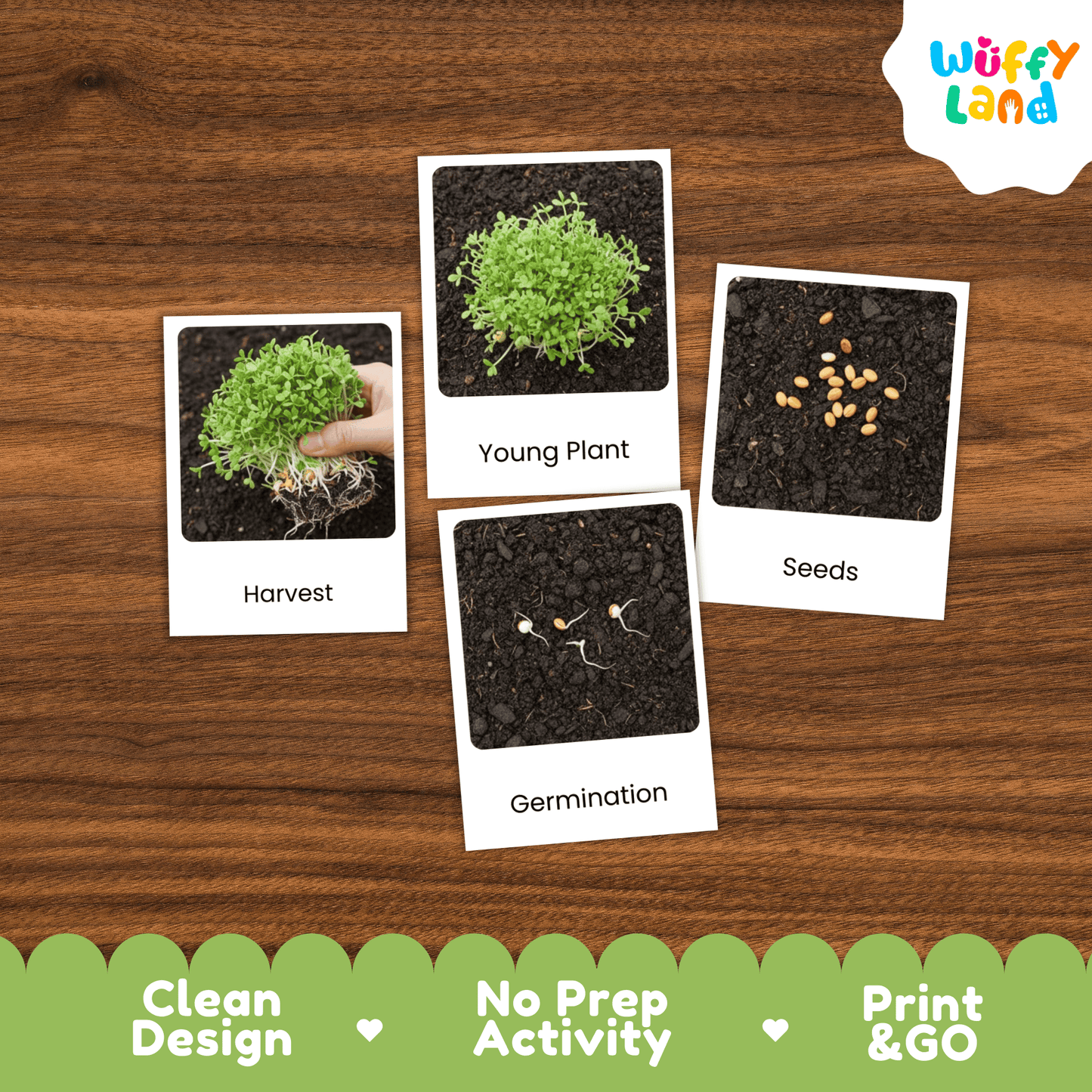 Alfalfa Sprouts Life Cycle Montessori 3-Part Cards - Science Botany Flashcards