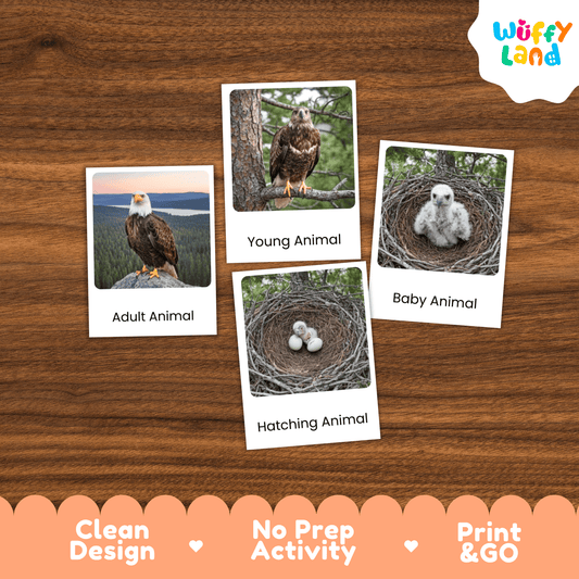 Bald Eagle Life Cycle Montessori 3-Part Cards - Science Zoology Flashcards
