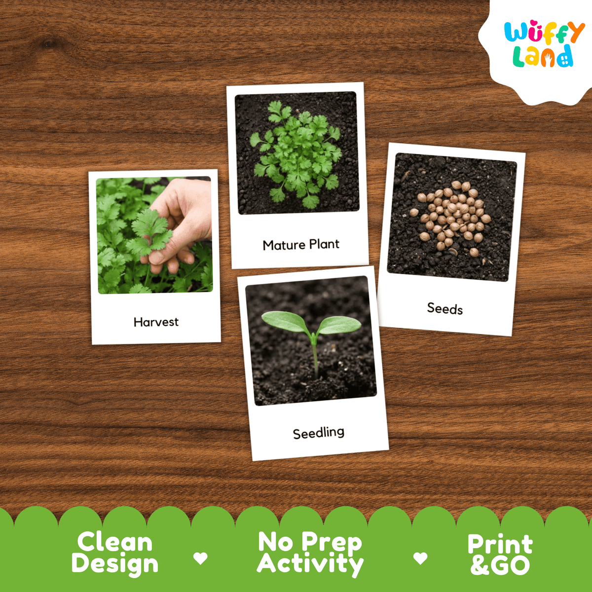 Coriander Life Cycle Flashcards Montessori 3 Part Cards Science Activity Garden