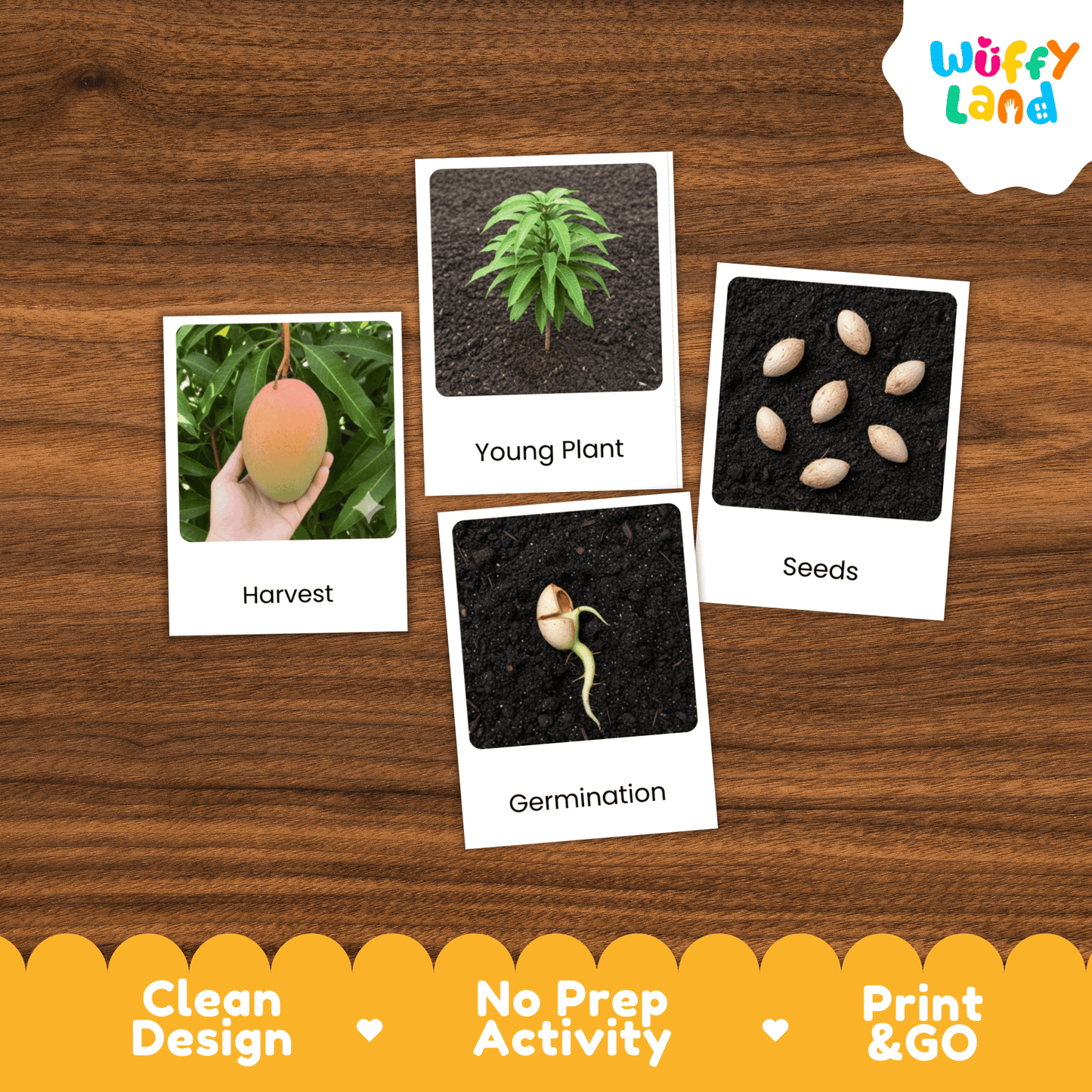 Mango Life Cycle Montessori 3-Part Cards - Science Botany Flashcards