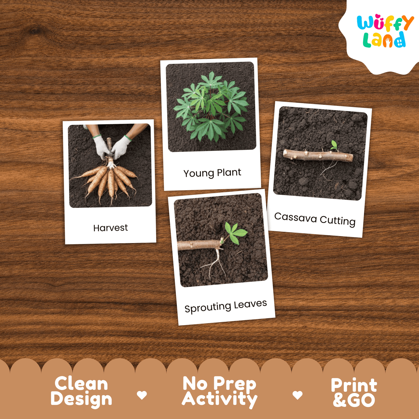 Cassava Life Cycle Montessori 3-Part Cards - Science Botany Flashcards