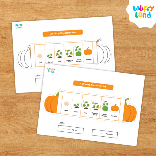 Pumpkin Life Cycle Craft Foldable Activites for Autumn or Fall