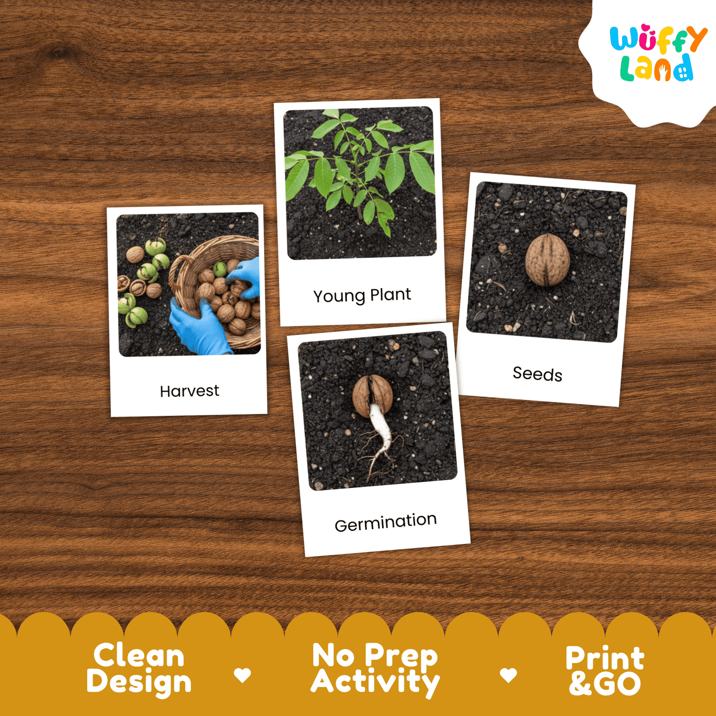 Walnut Life Cycle Montessori 3-Part Cards - Science Botany Flashcards