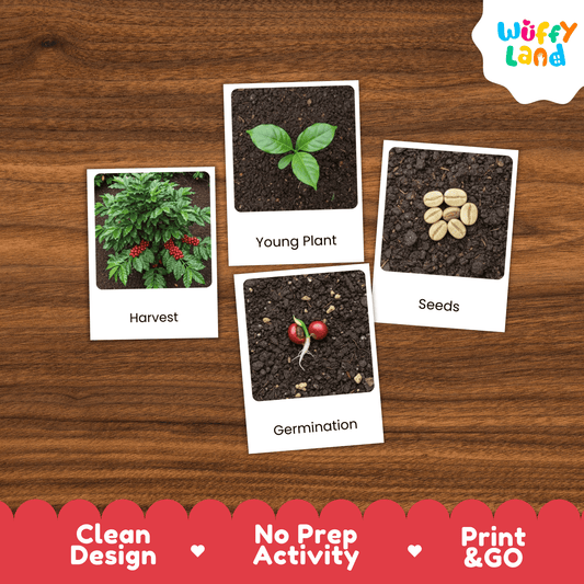 Coffee Life Cycle Montessori 3-Part Cards - Science Botany Flashcards