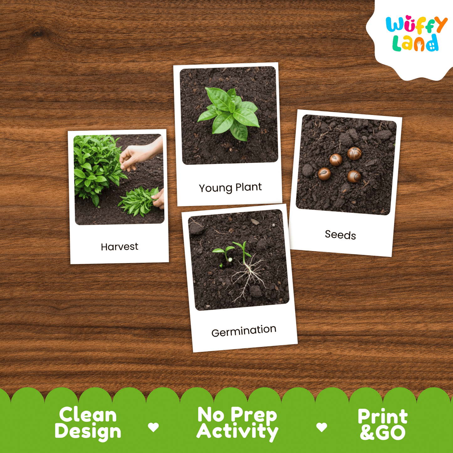Tea Plant Life Cycle Montessori 3-Part Cards - Science Botany Flashcards