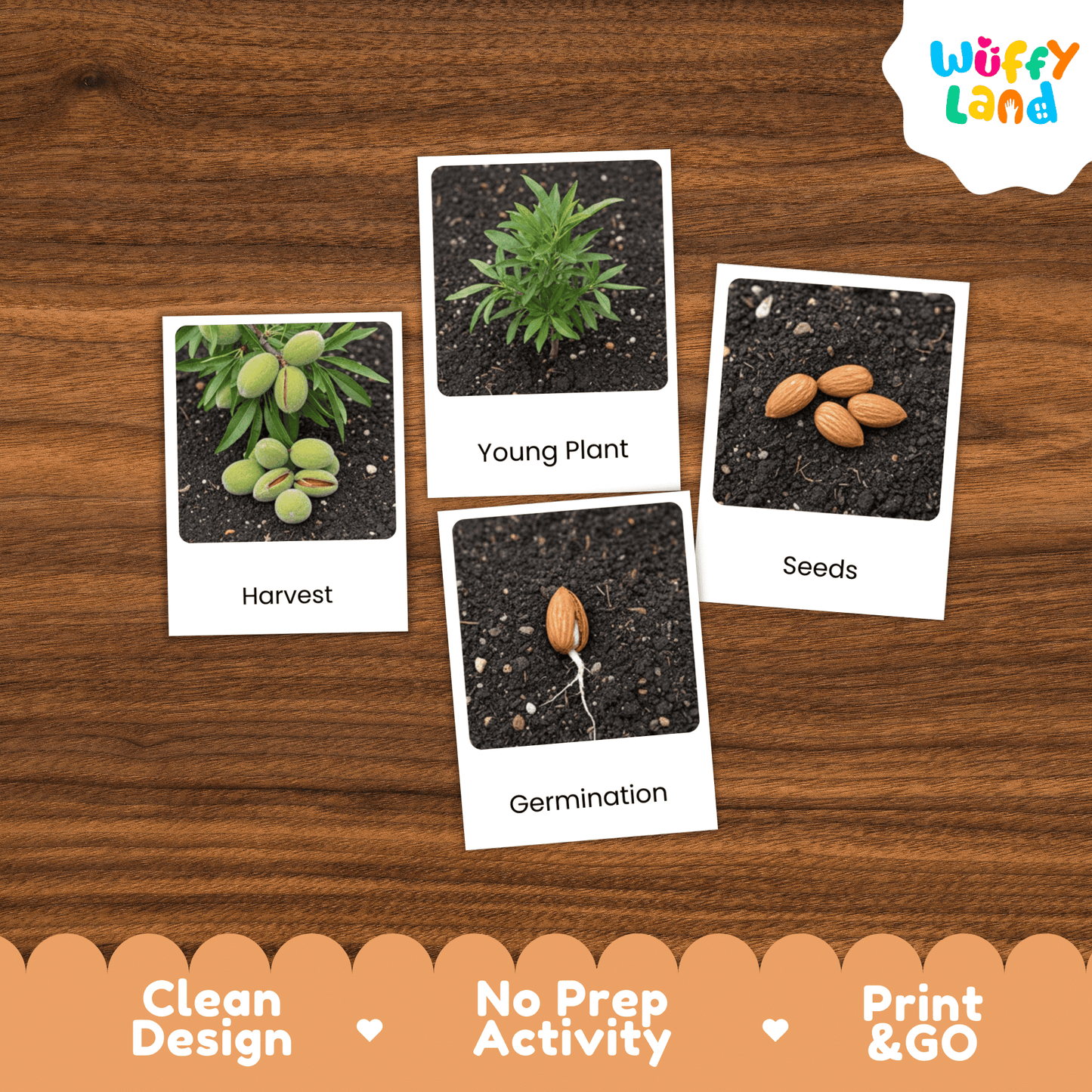 Almond Life Cycle Montessori 3-Part Cards - Science Botany Flashcards