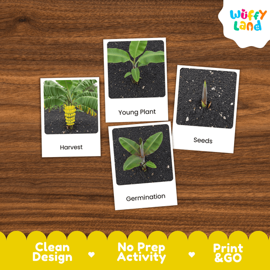 Banana Life Cycle Montessori 3-Part Cards - Science Botany Flashcards